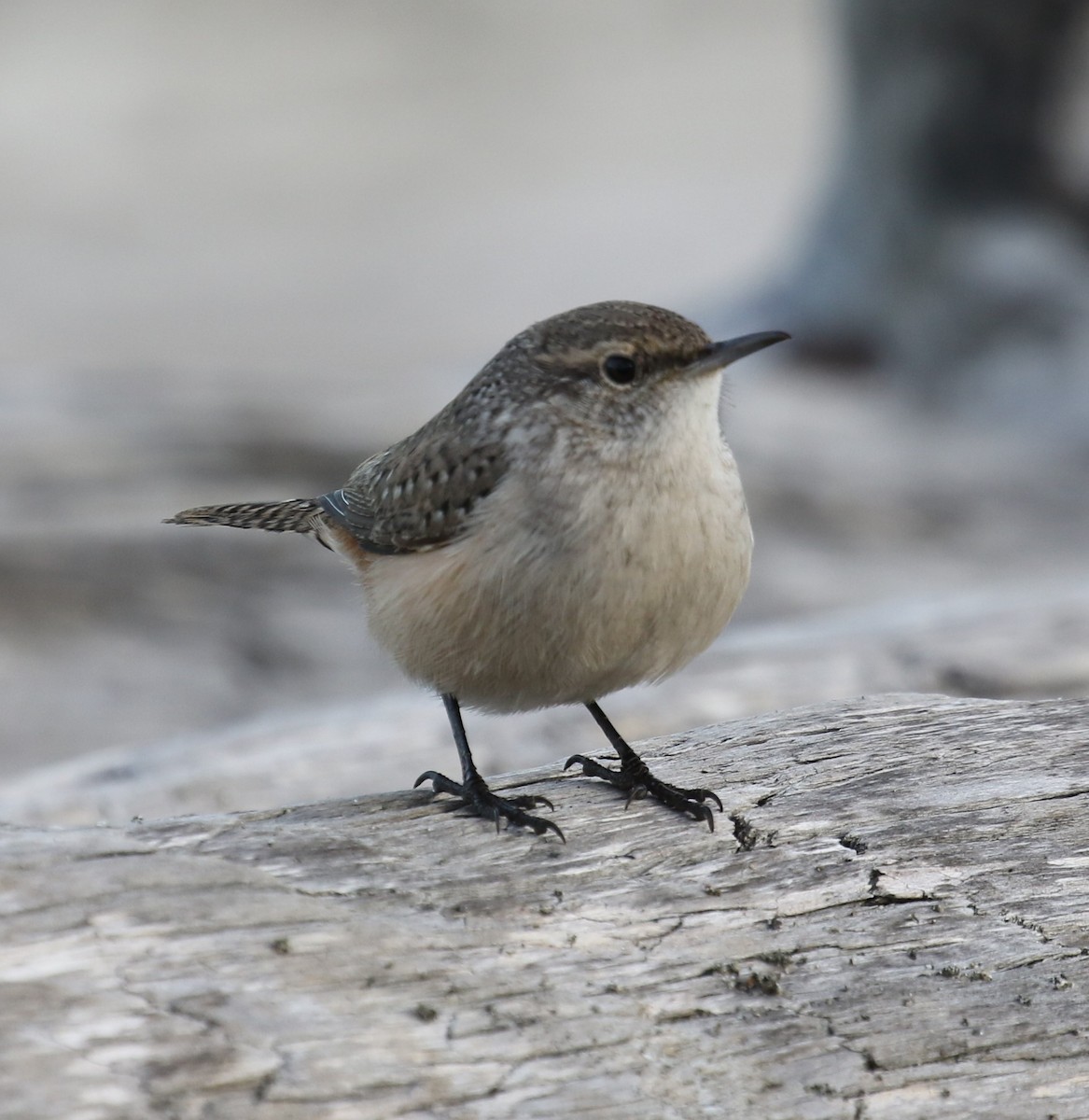 Rock Wren - ML625985752