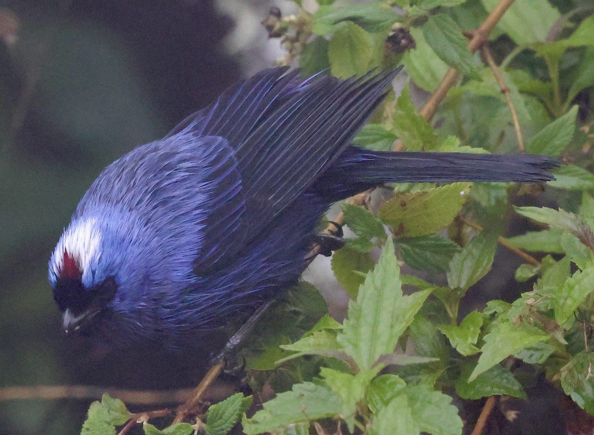 Diademed Tanager - ML625985874