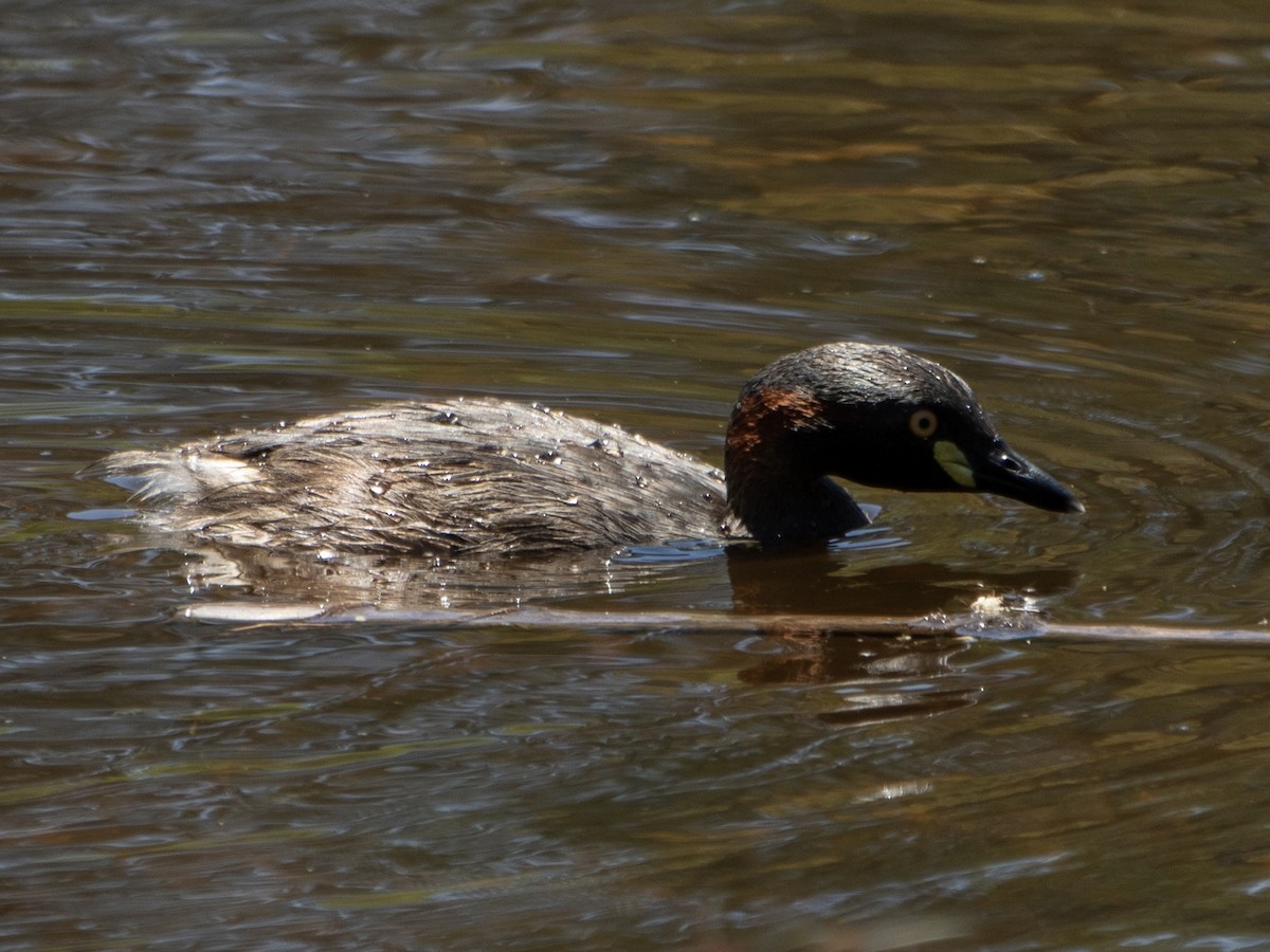 Australasian Grebe - ML625986115