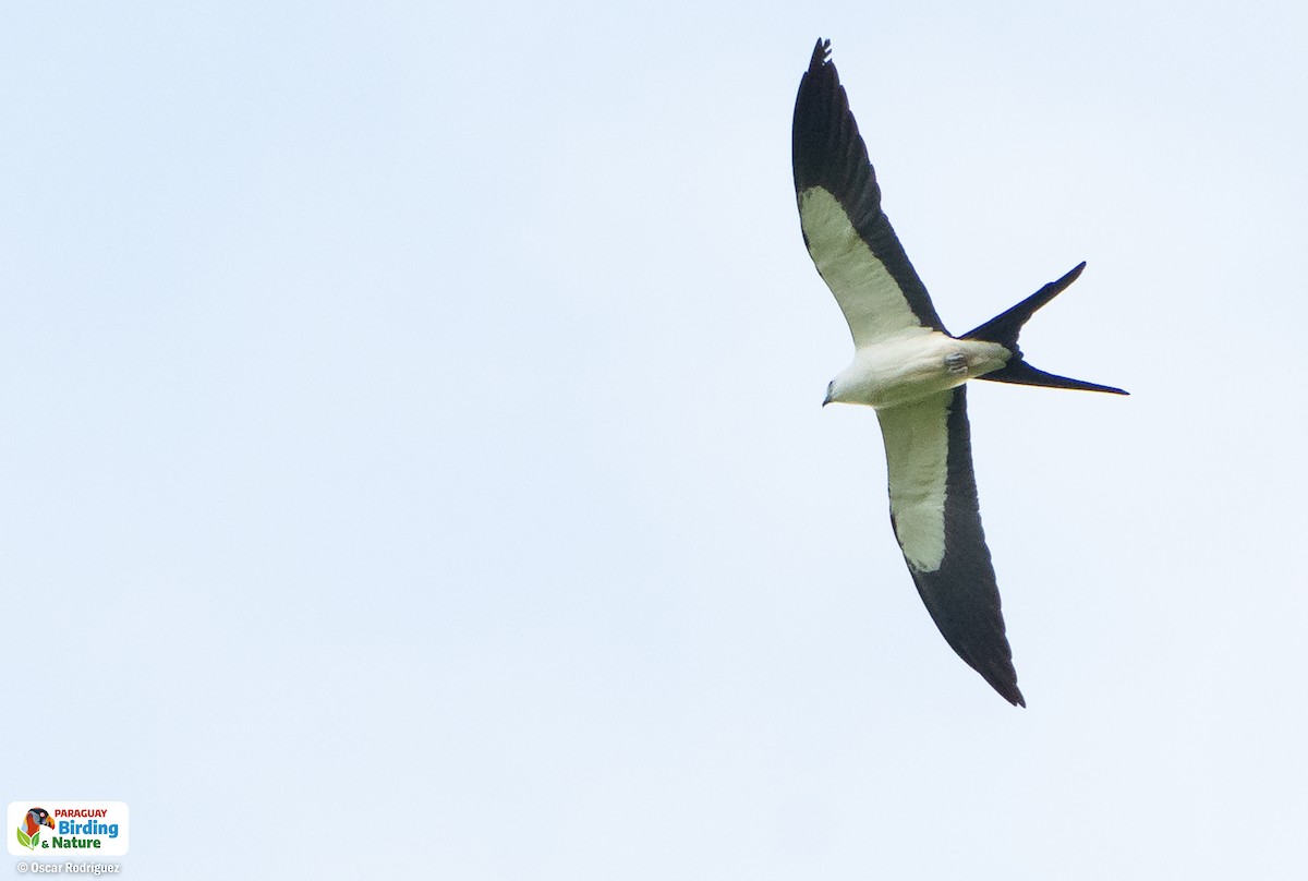 Swallow-tailed Kite - ML625986253