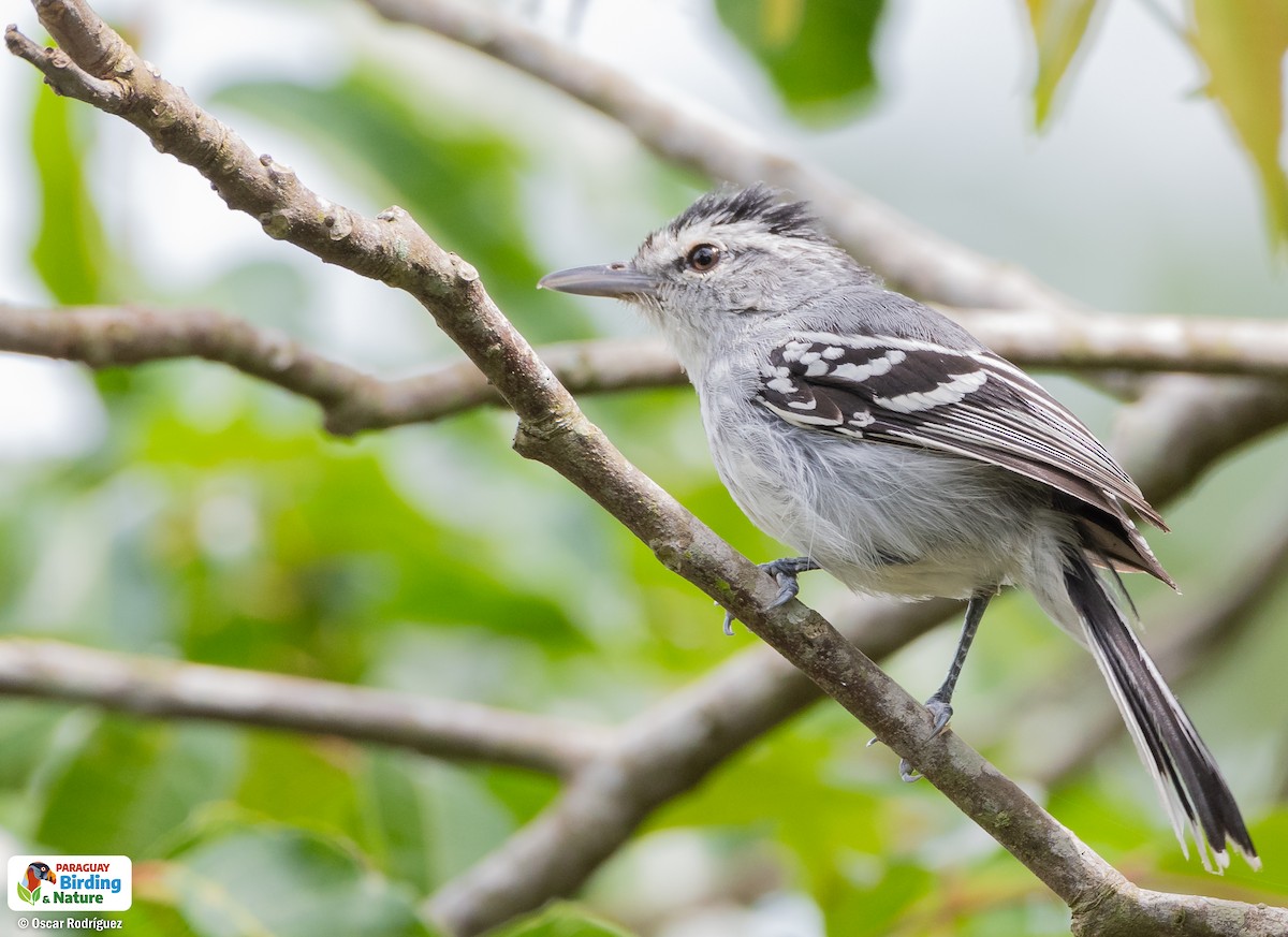 Large-billed Antwren - ML625986327