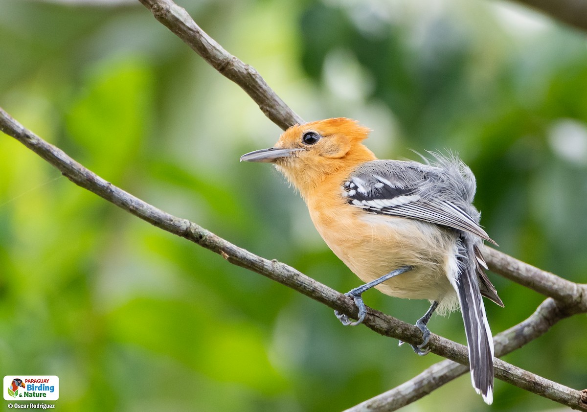 Large-billed Antwren - ML625986328