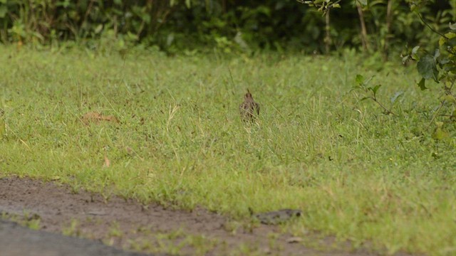 Jungle Bush-Quail - ML625986411
