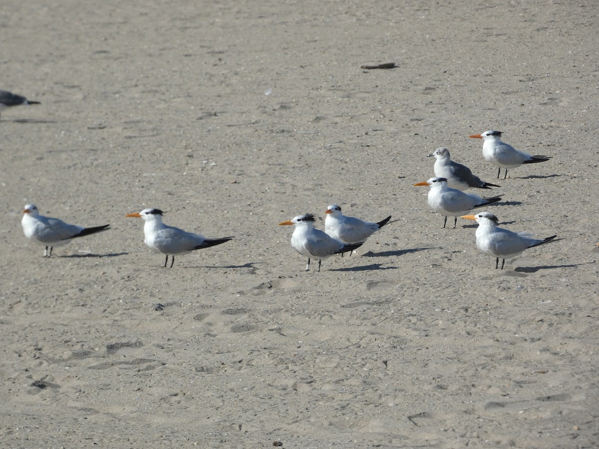 Royal Tern - ML625986492