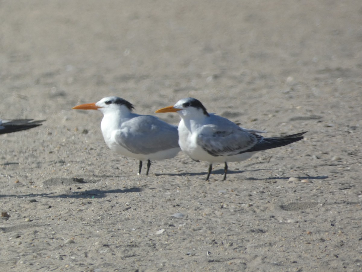 Royal Tern - ML625986493