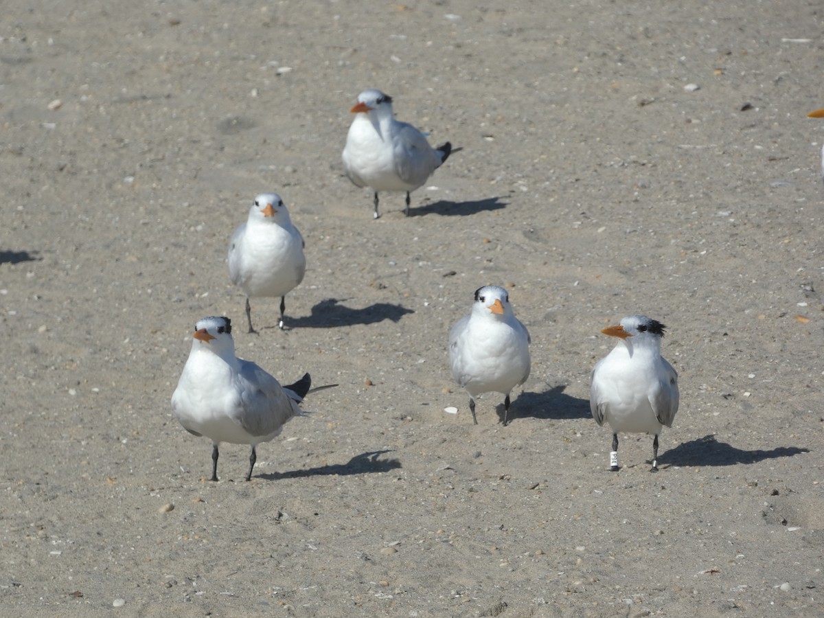 Royal Tern - ML625986494