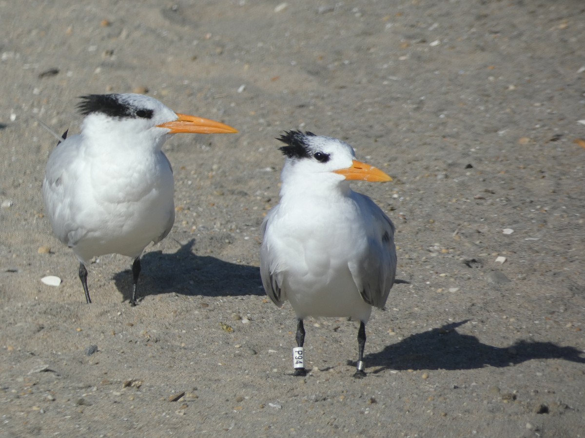 Royal Tern - ML625986495