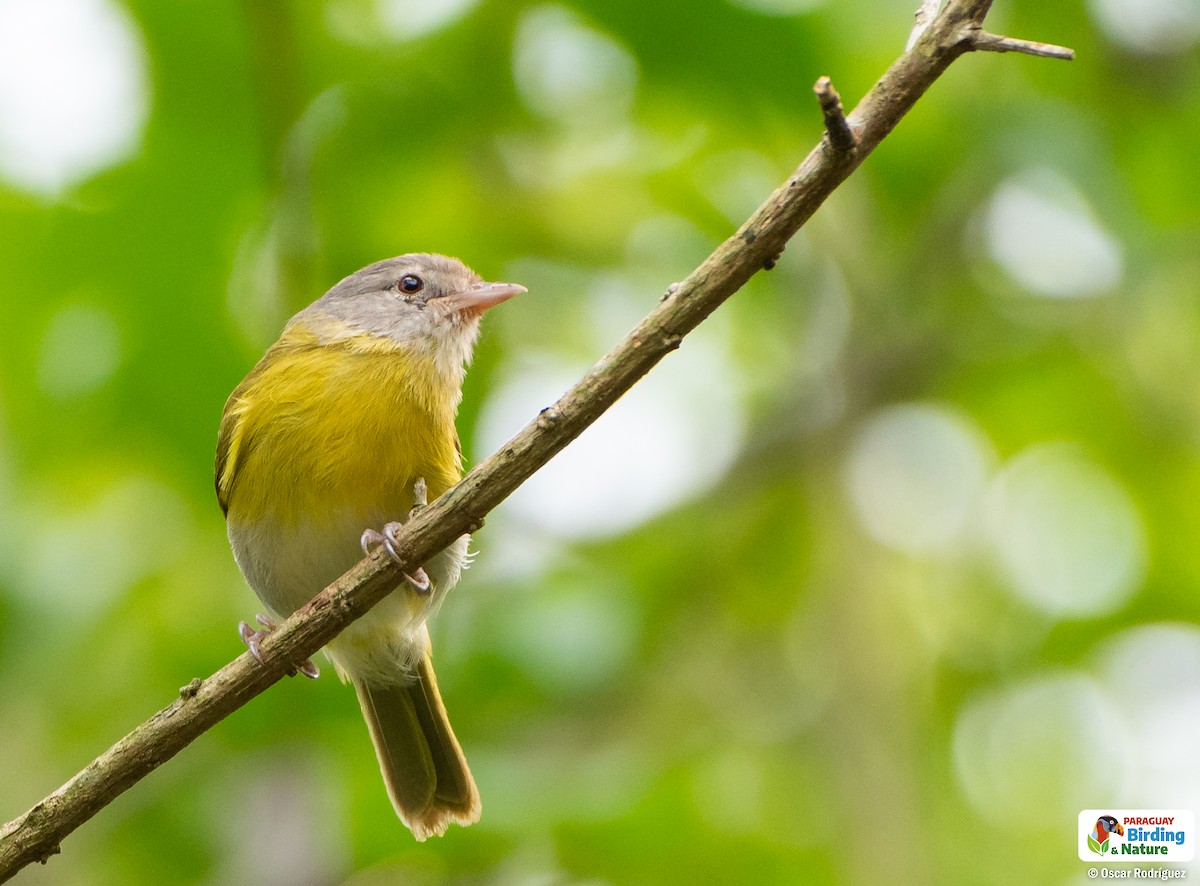 Ashy-headed Greenlet - ML625986523