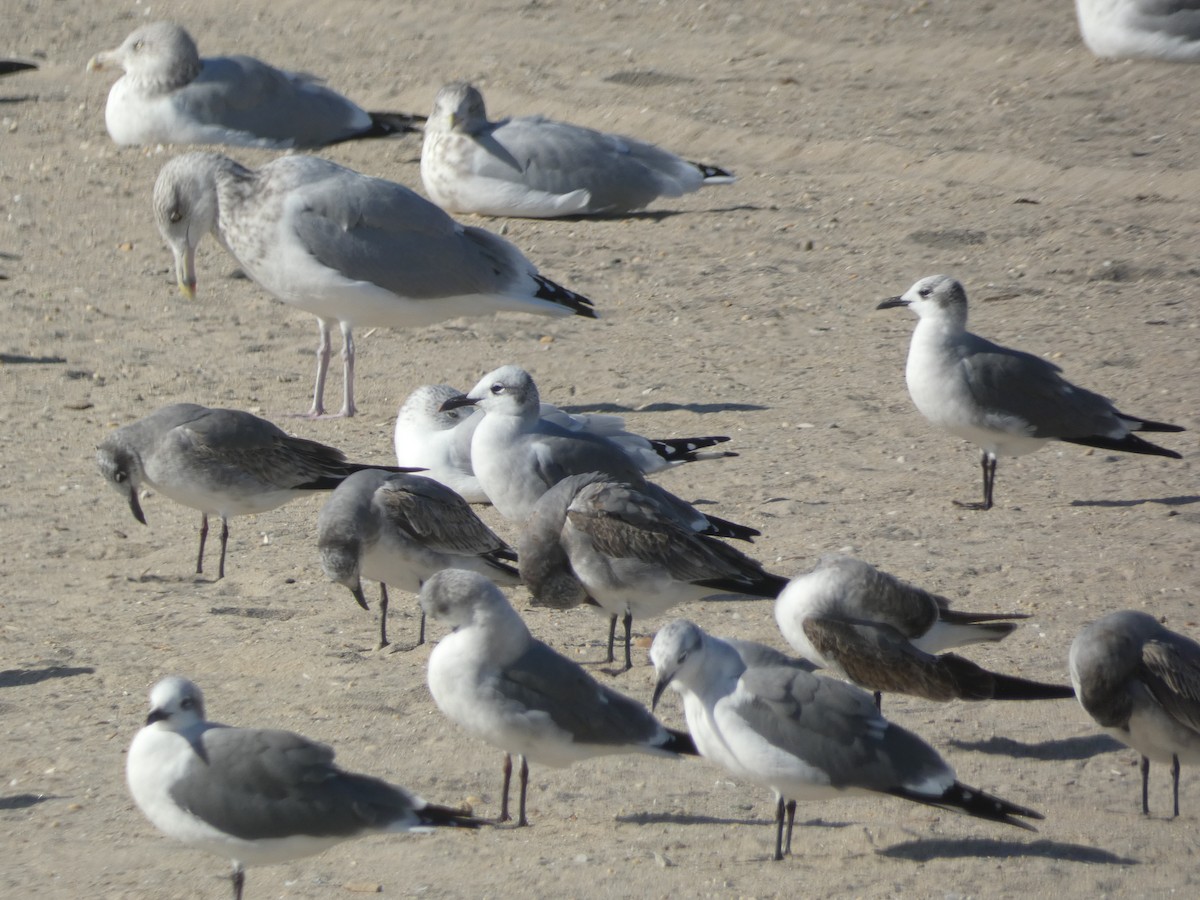 Laughing Gull - ML625986525
