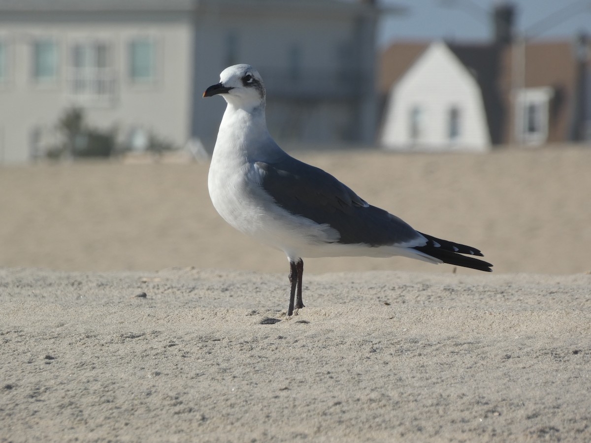 Laughing Gull - ML625986568