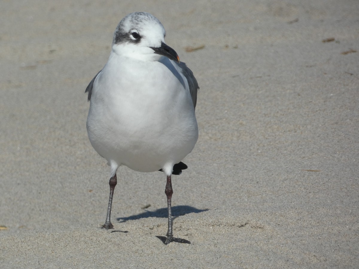 Laughing Gull - ML625986569