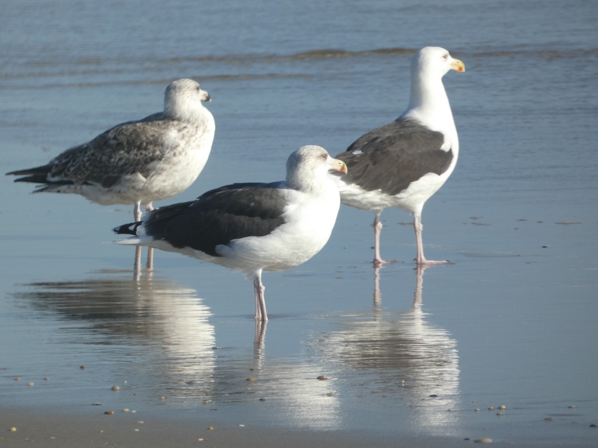 Great Black-backed Gull - ML625986627