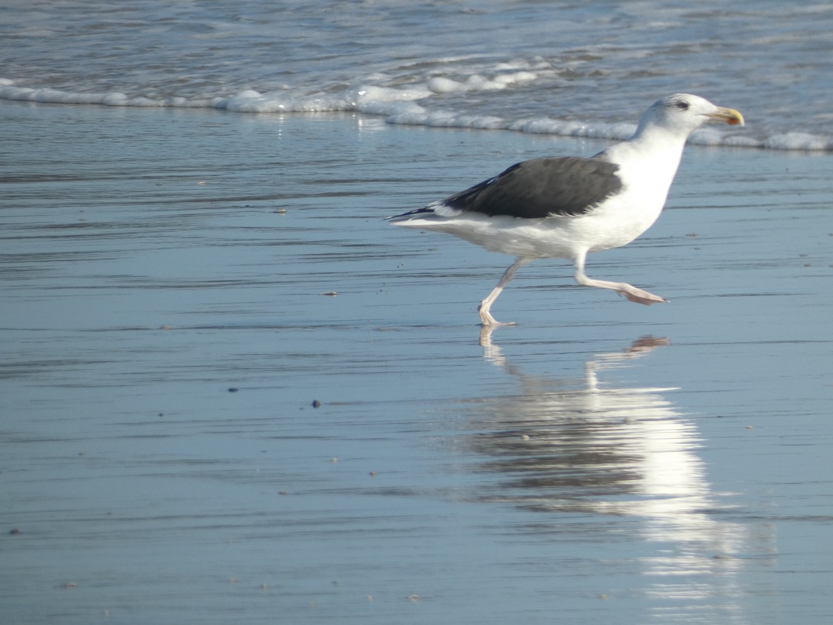 Great Black-backed Gull - ML625986628