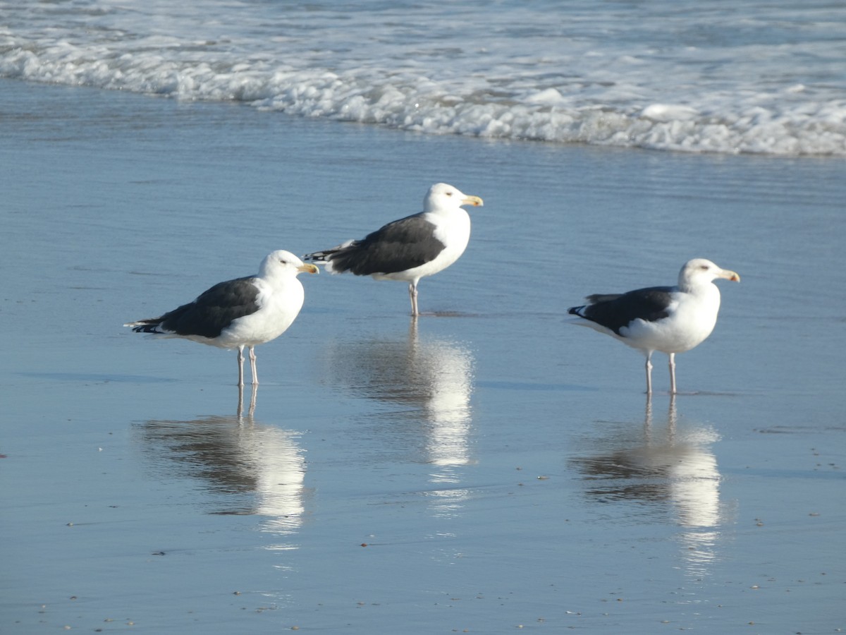 Great Black-backed Gull - ML625986632