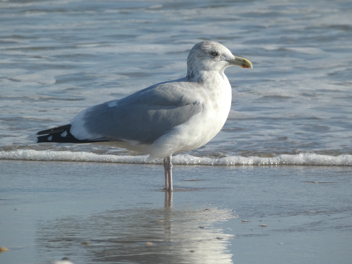 American Herring Gull - ML625986655