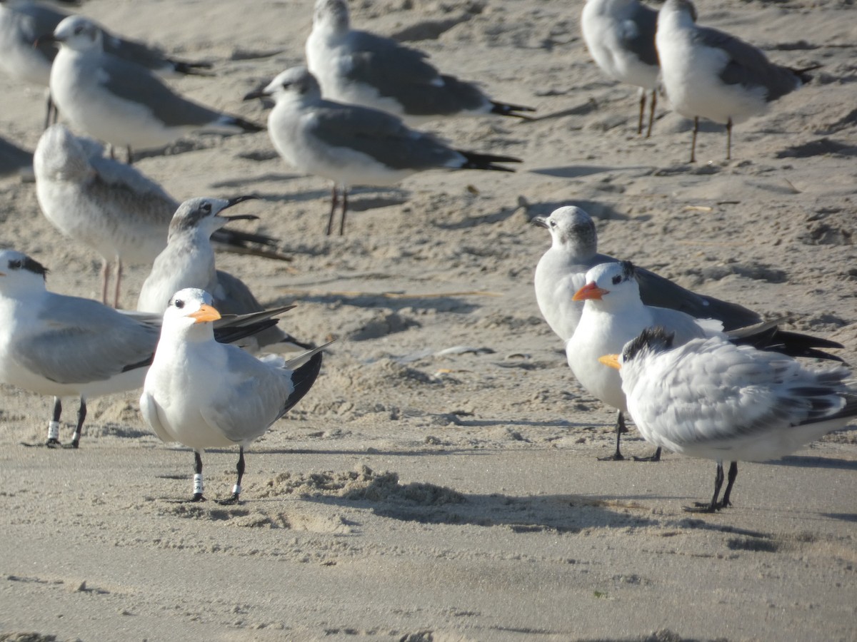 Royal Tern - ML625986675