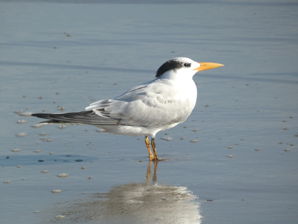 Royal Tern - ML625986682