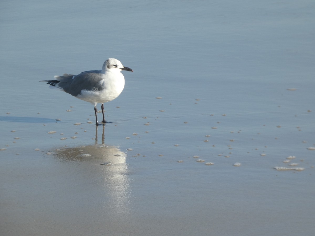 Laughing Gull - ML625986708