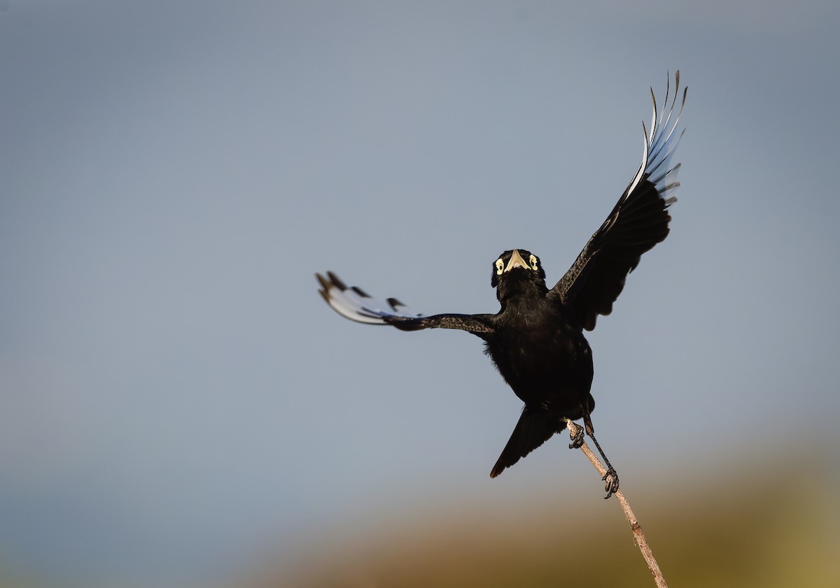 Spectacled Tyrant - ML625986733
