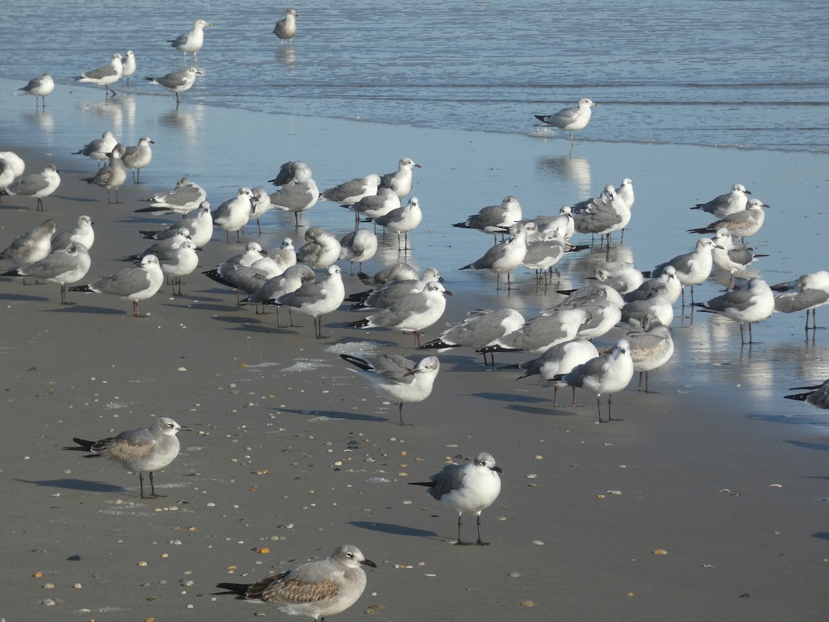 Laughing Gull - ML625986747