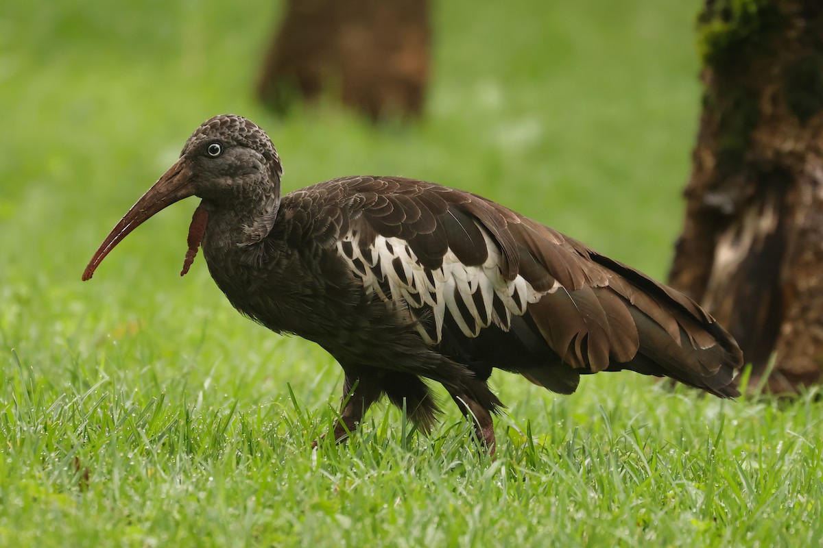 Wattled Ibis - ML625987256