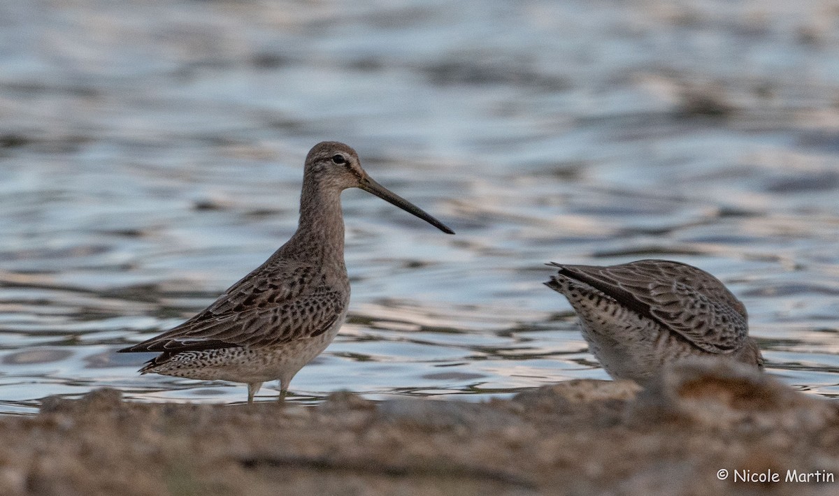 Long-billed Dowitcher - ML625987444