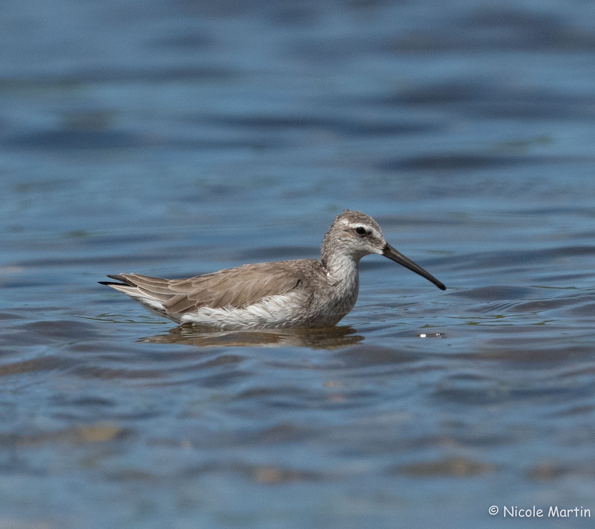 Stilt Sandpiper - ML625987458