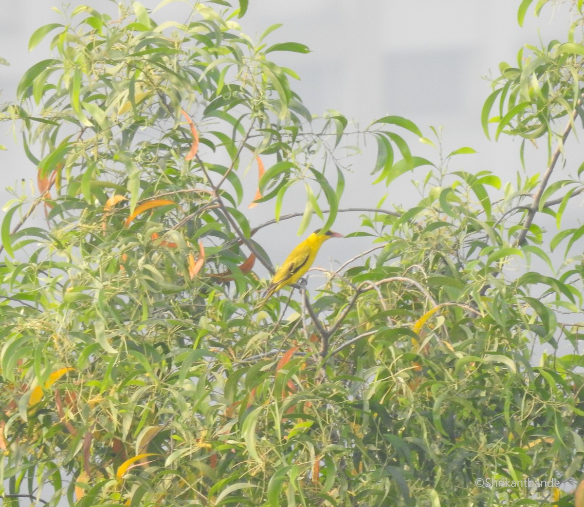 Black-naped Oriole - ML625987487