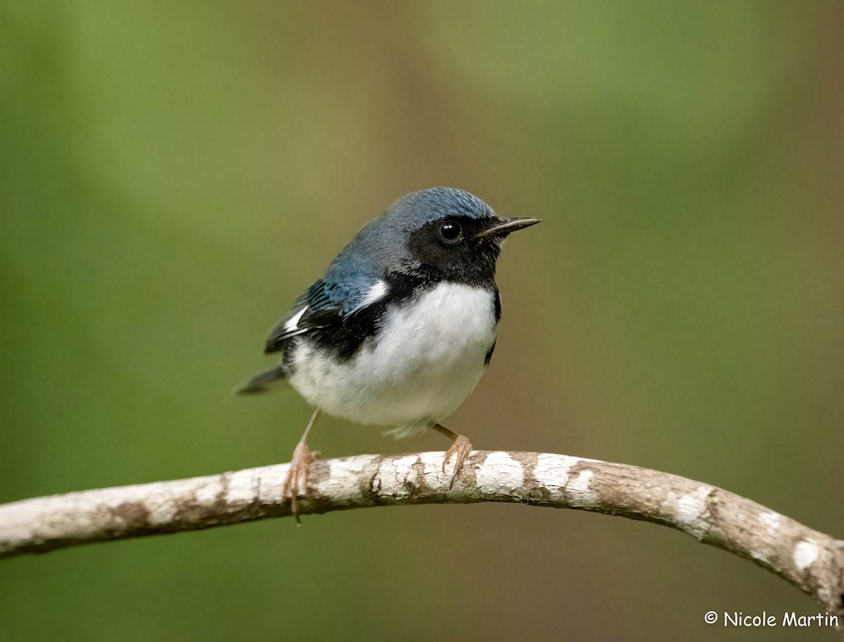 Black-throated Blue Warbler - ML625987488