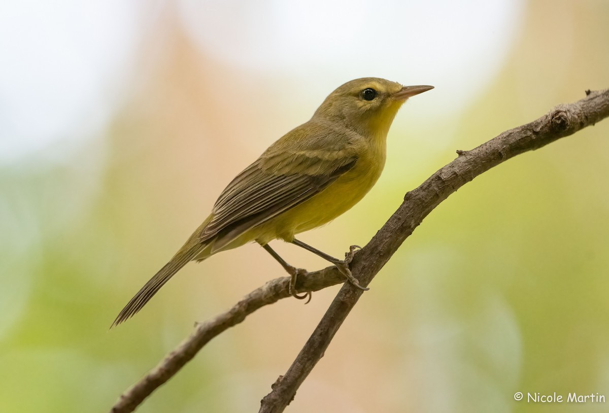 Vitelline Warbler - ML625987491