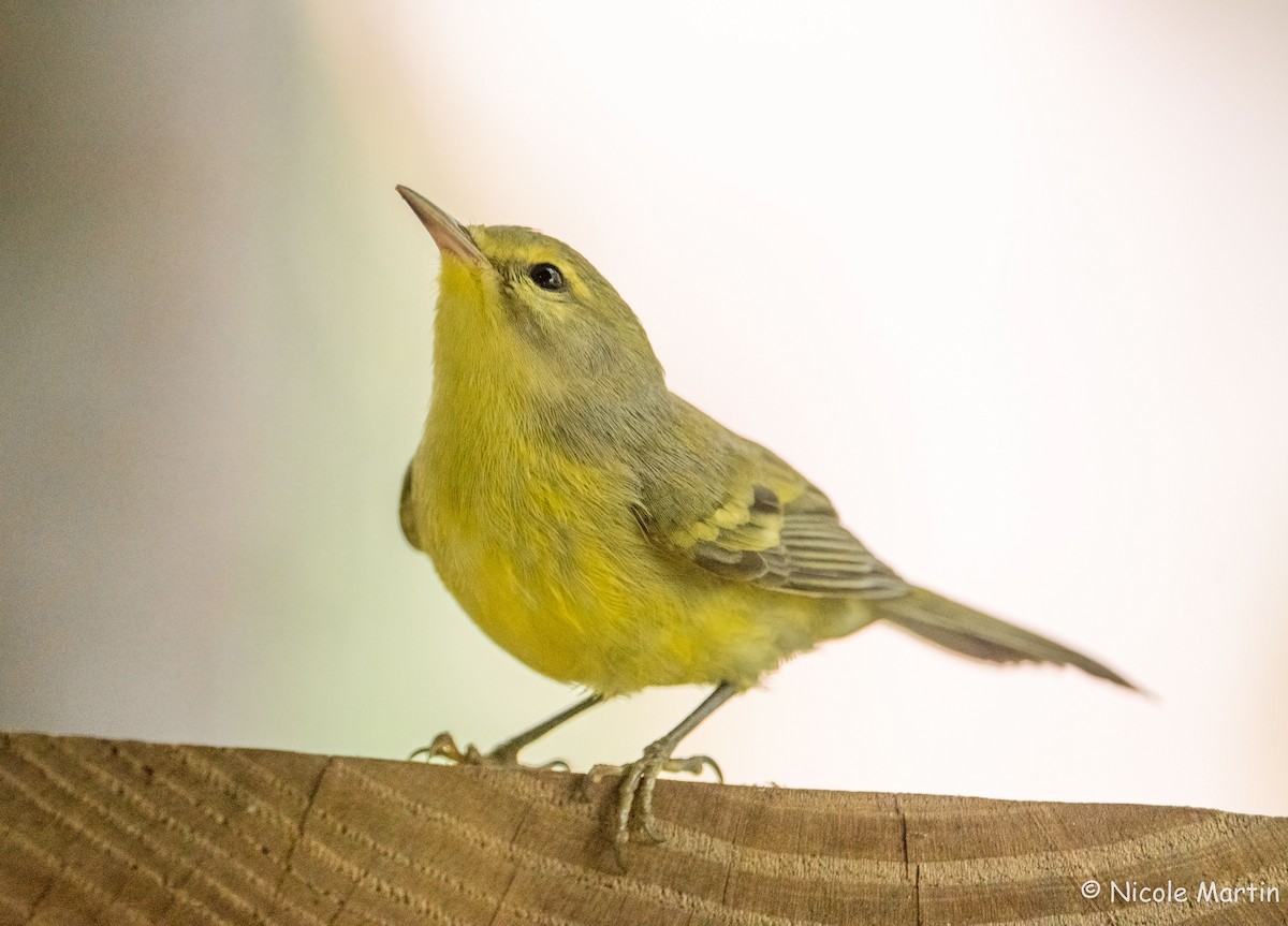 Vitelline Warbler - ML625987492