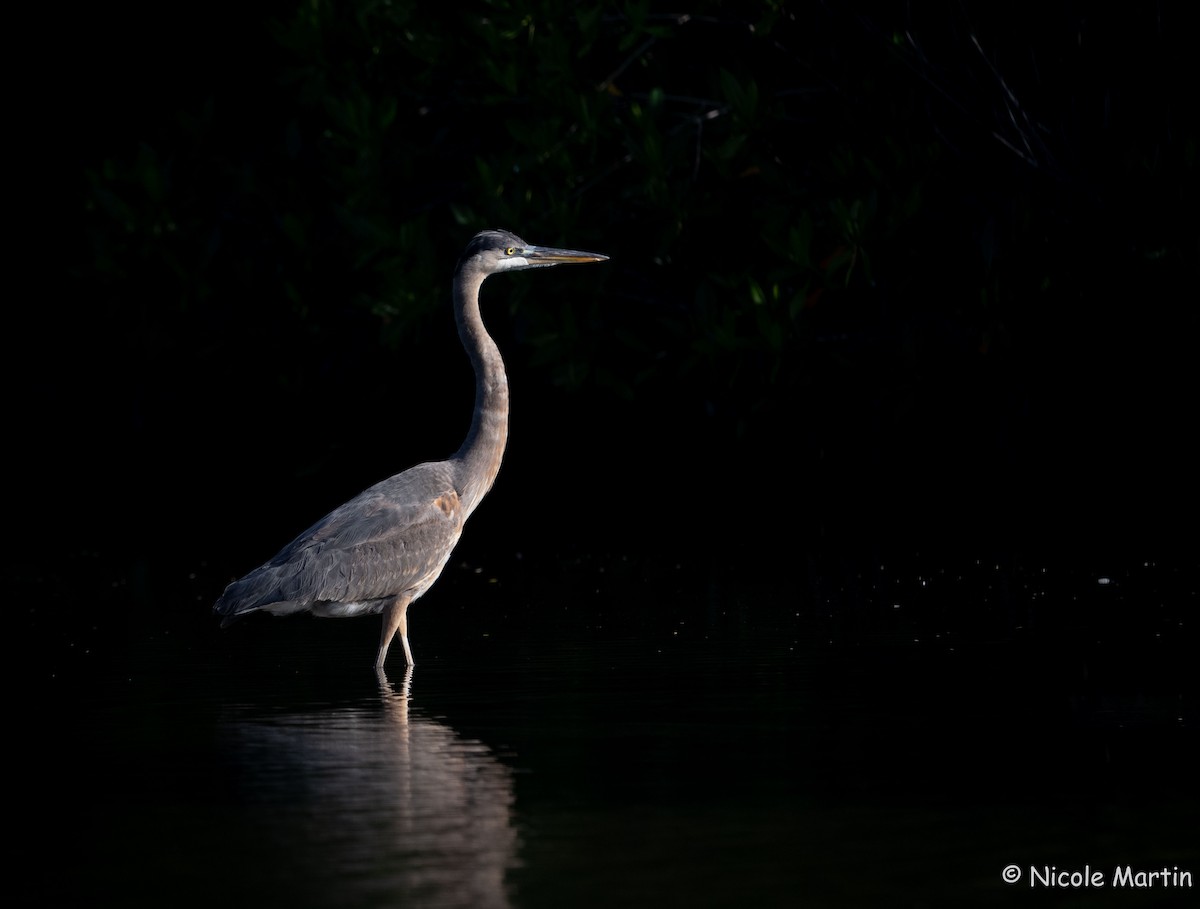 Great Blue Heron - ML625987509