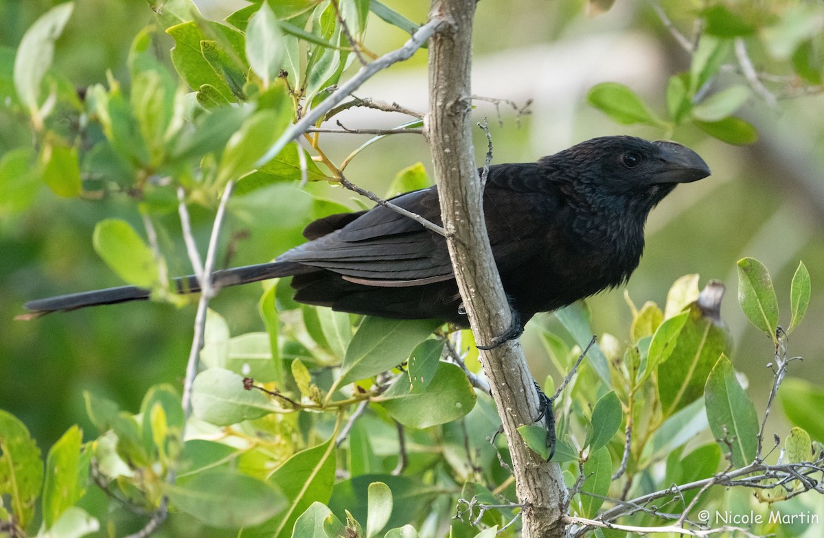 Smooth-billed Ani - ML625987518