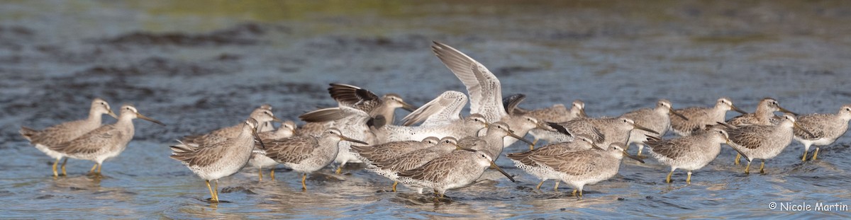 Short-billed Dowitcher - ML625987526