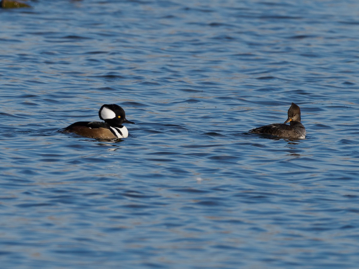 Hooded Merganser - ML625987574