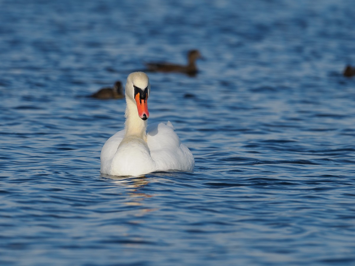 Mute Swan - ML625987615