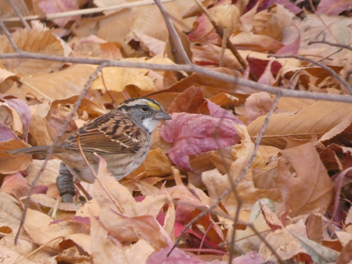 White-throated Sparrow - ML625987632