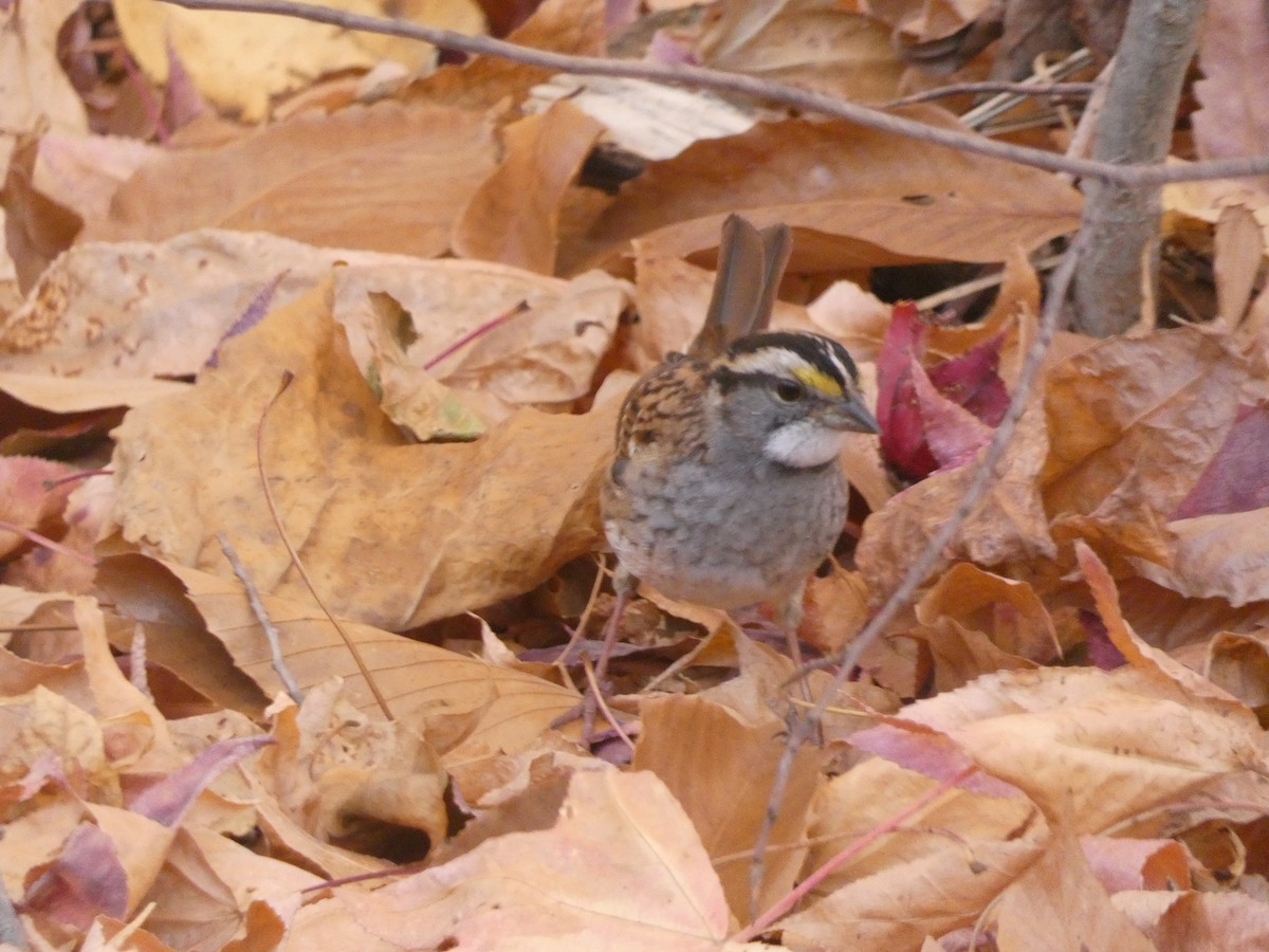 White-throated Sparrow - ML625987633