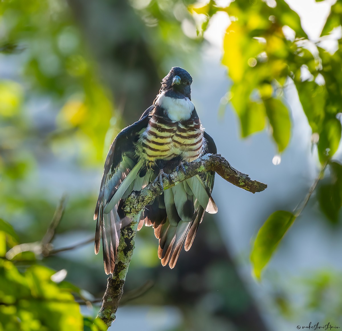 Black Baza - ML625987710