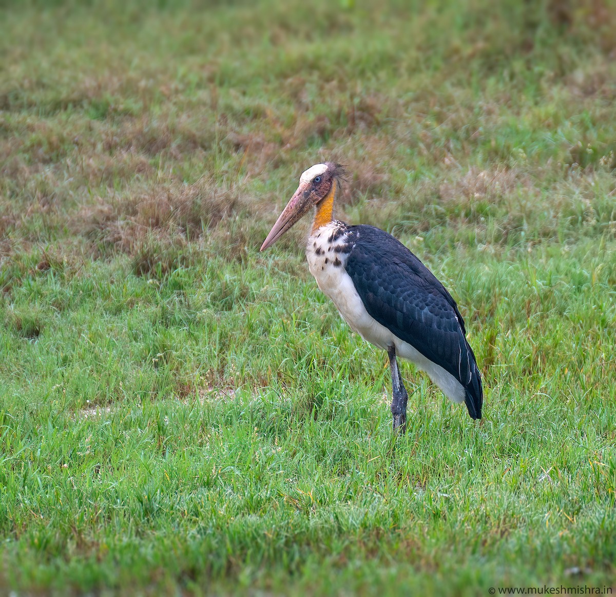 Lesser Adjutant - ML625987756