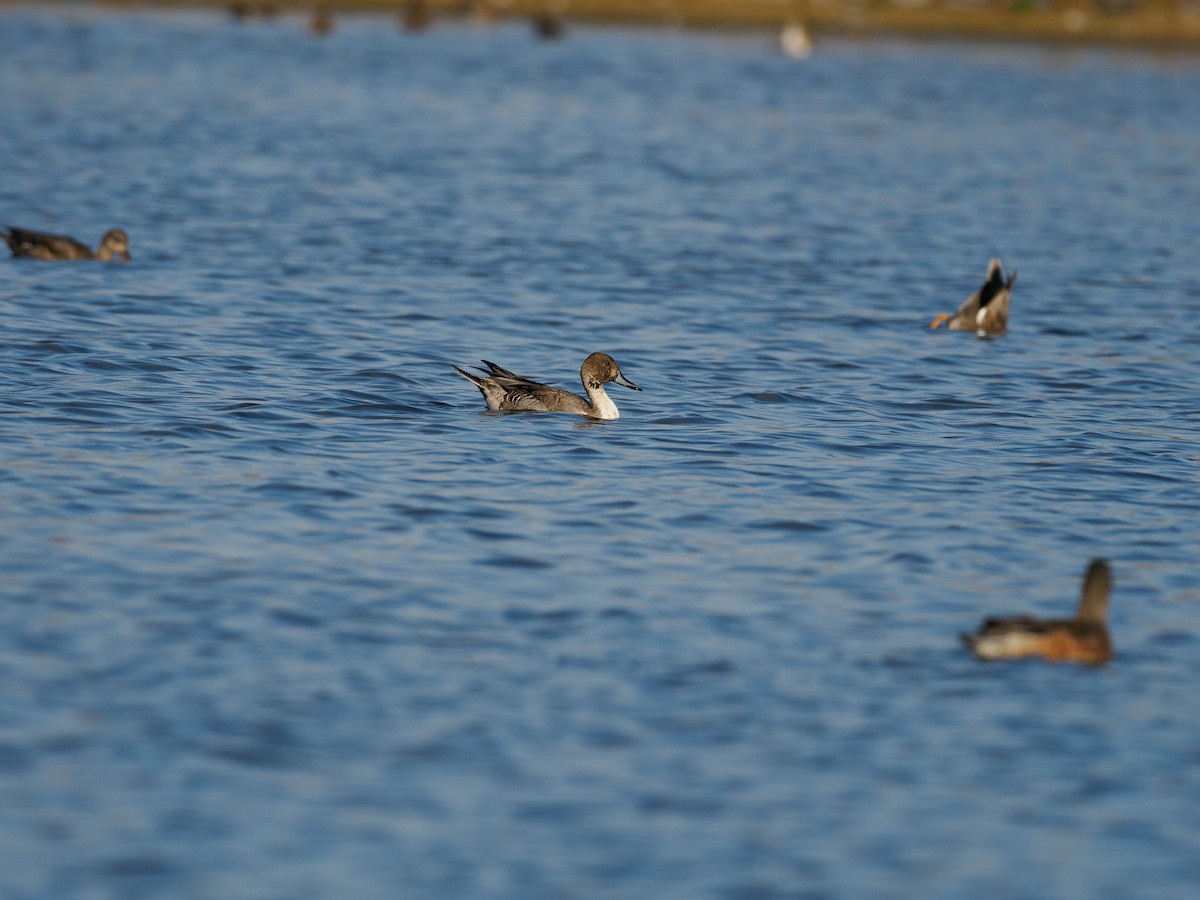 Northern Pintail - ML625987829