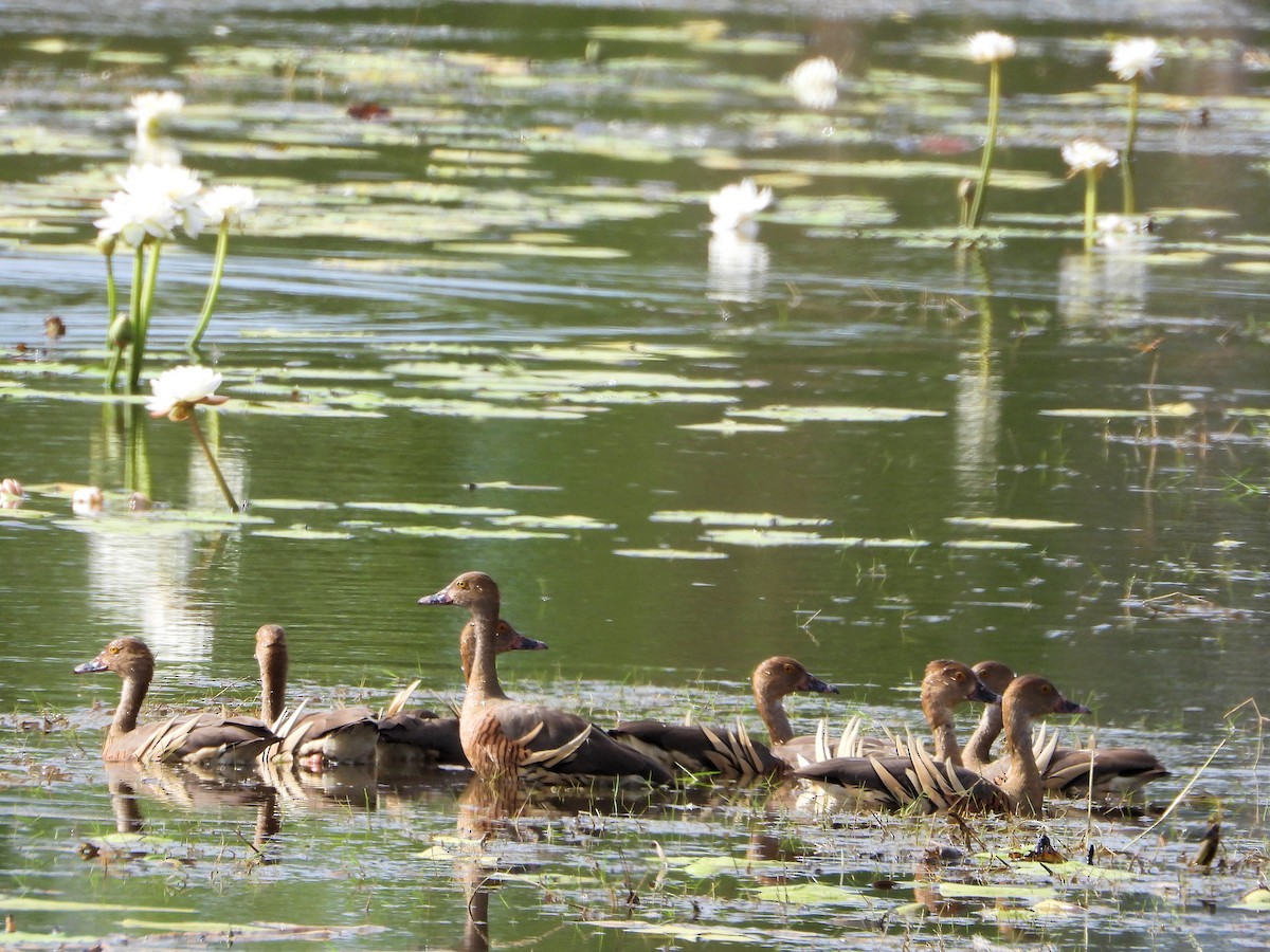 Plumed Whistling-Duck - ML625987886