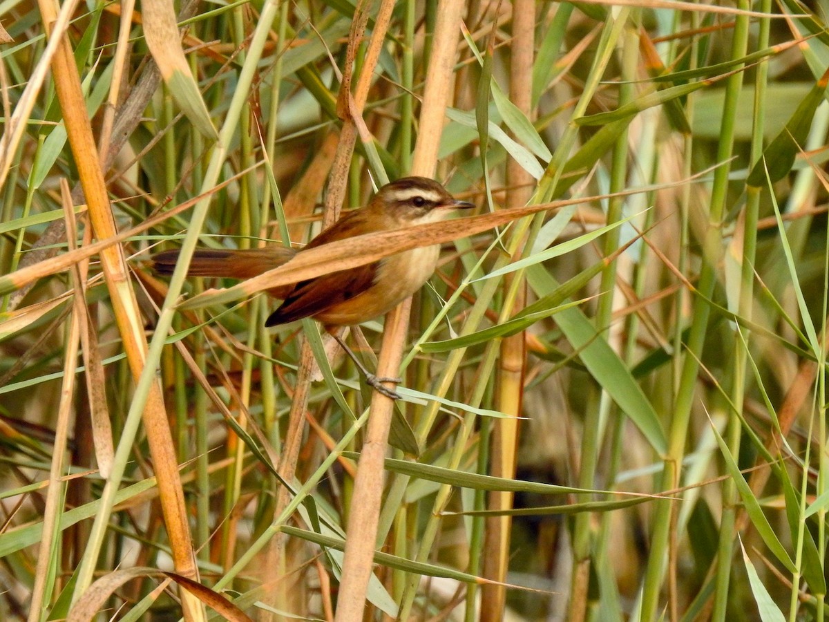 Moustached Warbler - ML625987903