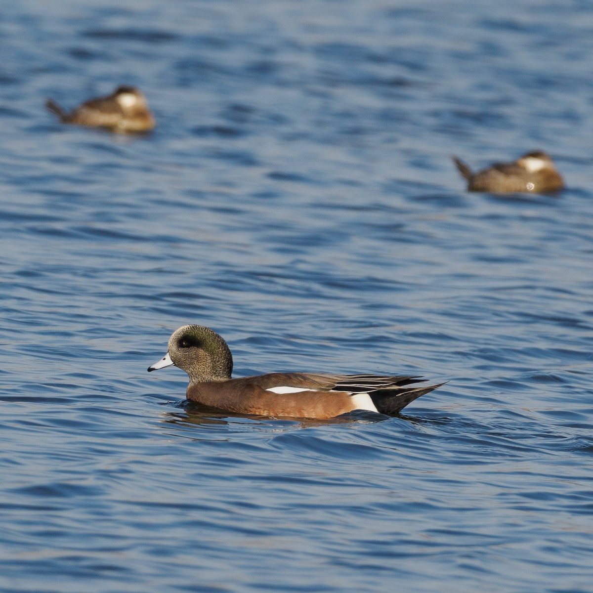 American Wigeon - ML625988016