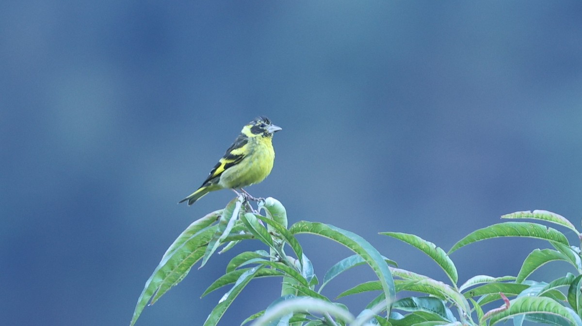 Yellow-breasted Greenfinch - ML625988071