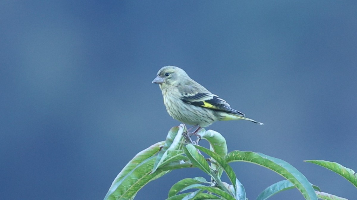 Yellow-breasted Greenfinch - ML625988081