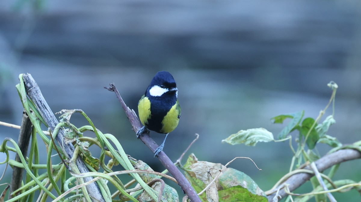 Green-backed Tit - ML625988105