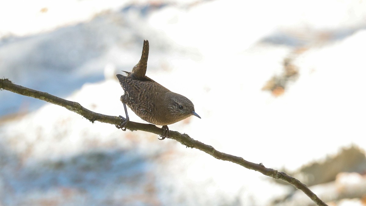 Eurasian Wren - ML625988116