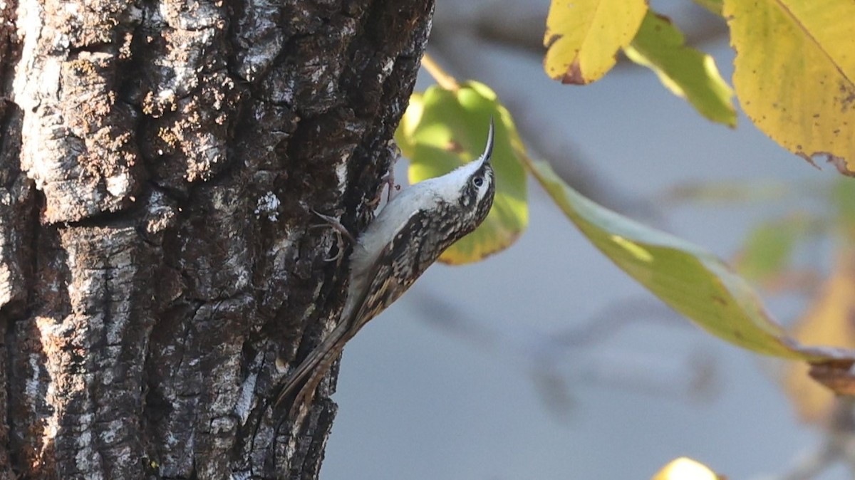 Bar-tailed Treecreeper - ML625988128