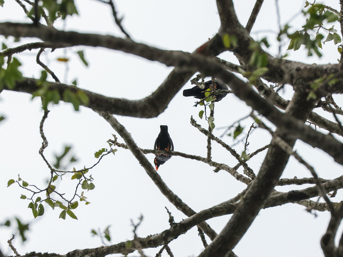 Common Hill Myna - ML625988175